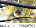 butt of a bird perched on a branch 99689704
