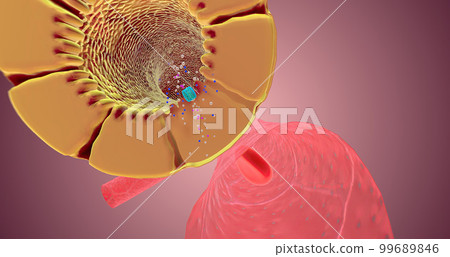 The Nephron function or Reabsorption The Nephron function or Reabsorption 99689846