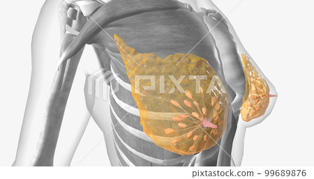 The female breast anatomy includes internal milk ducts and glands and external nipples. 99689876