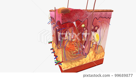A second degree burn will affect the epidermis and part of the dermis of the skin. A second degree burn will affect the epidermis and part of the dermis of the skin. 99689877