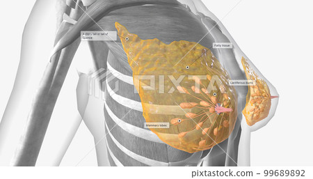 The female breast anatomy includes internal milk ducts and glands and external nipples. 99689892