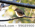 little bird perched on a branch 99689900