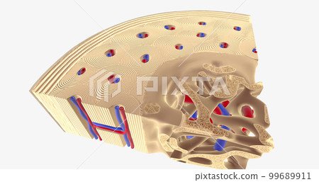 The Healty Bone Cross Section The Healty Bone Cross Section 99689911