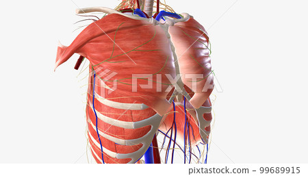 The thorax is the region of the trunk that extends from the neck to the abdomen. The thorax is the region of the trunk that extends from the neck to the abdomen. 99689915
