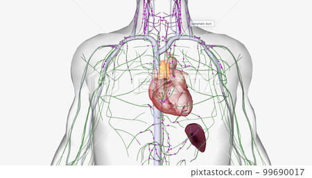 The lymphatic system is part of the immune and circulatory systems. 99690017