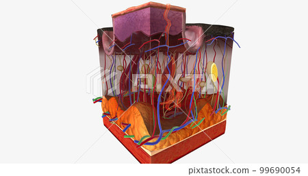 The Calciphylaxis in the Skin The Calciphylaxis in the Skin 99690054