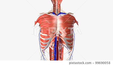 The thorax is the region of the trunk that extends from the neck to the abdomen. The thorax is the region of the trunk that extends from the neck to the abdomen. 99690058
