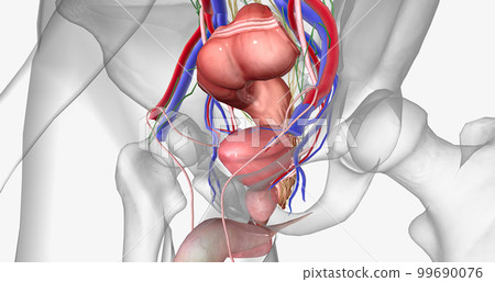The pelvis is the most inferior region of the trunk. 99690076