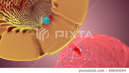 The Nephron function or Reabsorption 99690094