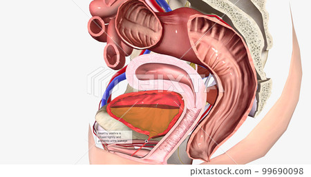 The female urethra is about 4 centimeters long and travels through the pelvic floor. The female urethra is about 4 centimeters long and travels through the pelvic floor. 99690098
