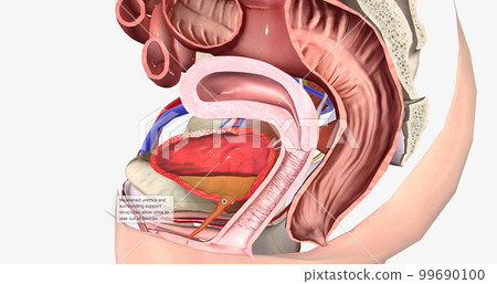 Weakened urethra and surrounding support structures allow urine to leak out of bladder 99690100