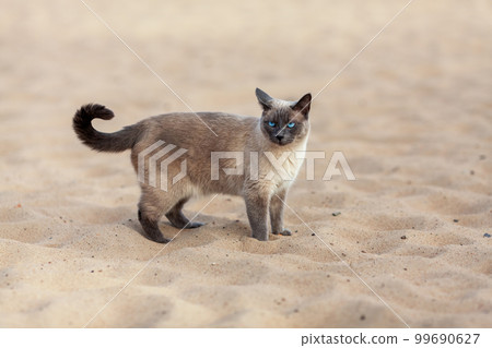 Thai cat with blue eyes standing outdoors at sand on the beach 99690627