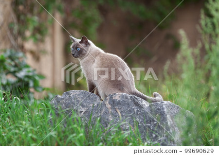 Thai cat sitting outdoors on the rock among green grass 99690629