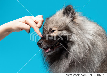 Hand touching face of wolf spitz or keeshond breed dog on blue background Hand touching face of wolf spitz or keeshond breed dog on blue background 99690634