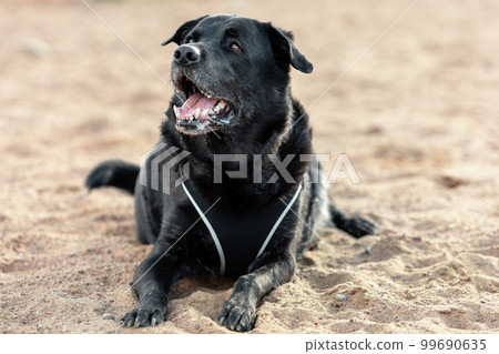Black mongrel dog on sand Black mongrel dog on sand 99690635