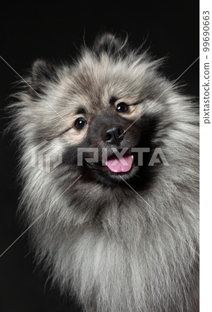Happy smiling keeshond or wolf spitz breed dog on black background. Isolated pet portrait Happy smiling keeshond or wolf spitz breed dog on black background. Isolated pet portrait 99690663