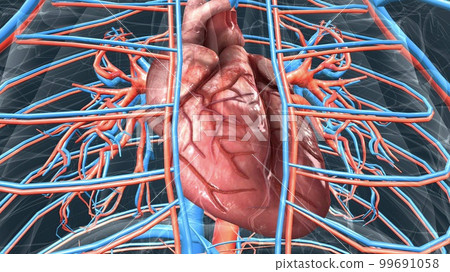circulatory system or cardiovascular system 99691058