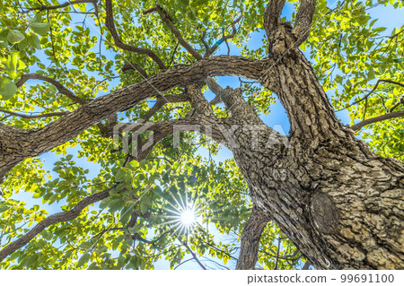 Cityscape of Yokohama, Japan Camphor tree shining in the blue sky Cityscape of Yokohama, Japan Camphor tree shining in the blue sky 99691100