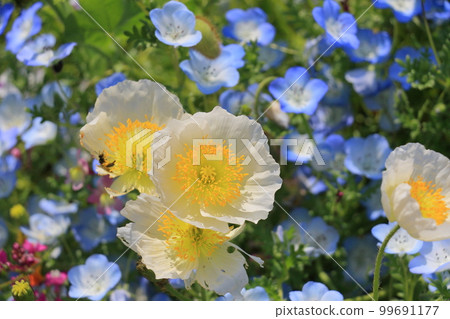 poppy poppy flower poppy poppy flower 99691177