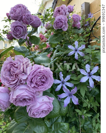 玫瑰 玫瑰 99691347