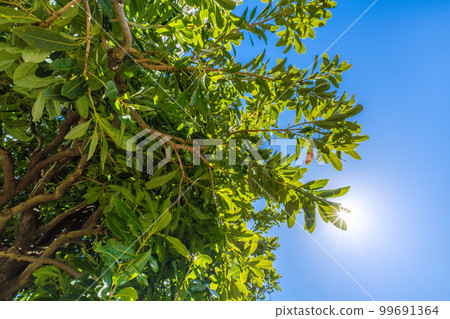 Yokohama city landscape in Japan Bayberry shining in the blue sky 99691364
