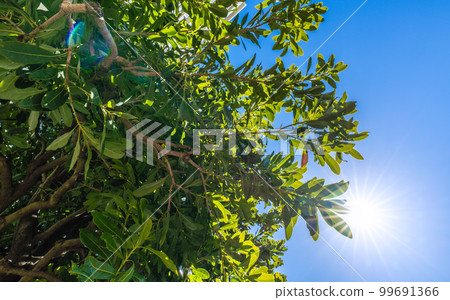 Yokohama city landscape in Japan Bayberry shining in the blue sky 99691366
