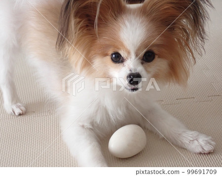 巴比龍,一隻玩球的狗 巴比龍,一隻玩球的狗 99691709