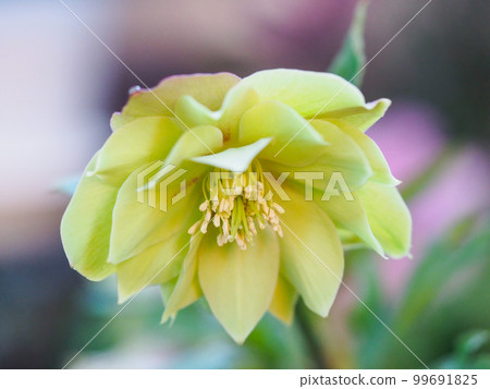 Veranda Christmas rose 99691825