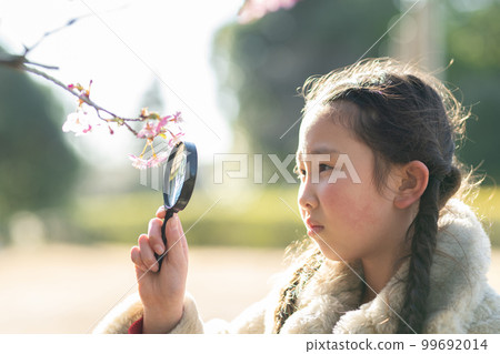 Girl looking at cherry blossoms with a magnifying glass 99692014