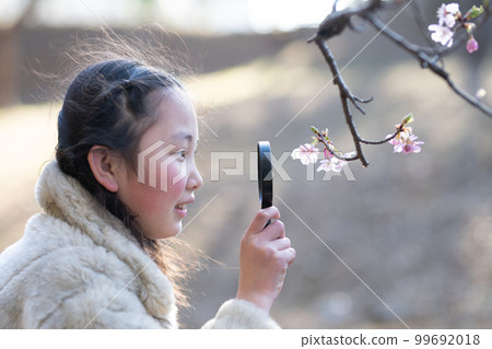 Girl looking at cherry blossoms with a magnifying glass 99692018