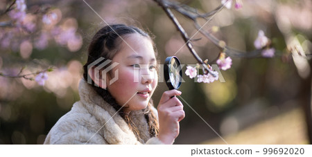 Girl looking at cherry blossoms with a magnifying glass 99692020
