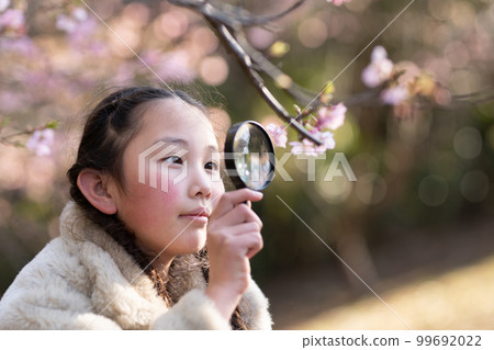 Girl looking at cherry blossoms with a magnifying glass 99692022