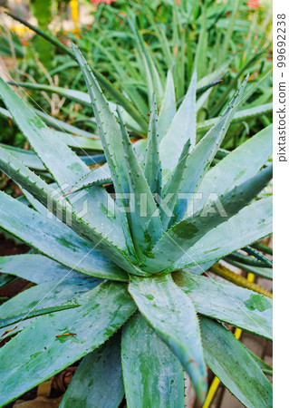 large aloe. exotic plants grown in a large greenhouse of the botanical garden. large aloe. exotic plants grown in a large greenhouse of the botanical garden. 99692238