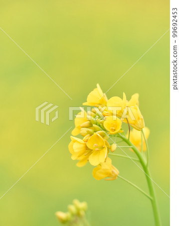 黃綠色背景中油菜花瓣的特寫 黃綠色背景中油菜花瓣的特寫 99692453