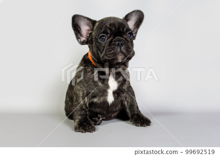 Puppy French bulldog tiger color sits and looks to the side Puppy French bulldog tiger color sits and looks to the side 99692519