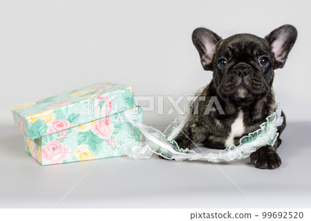 A small puppy French bulldog lies next to a box for sewing supplies. The concept of handmade A small puppy French bulldog lies next to a box for sewing supplies. The concept of handmade 99692520