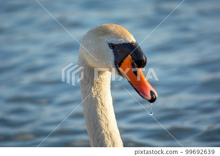 Head and neck of a white mute swan 99692639