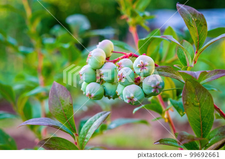 Blueberries. Cluster of unripe berries close-up Blueberries. Cluster of unripe berries close-up 99692661