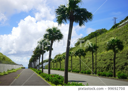 japan tokyo hachijojima airport road palm tree 99692708
