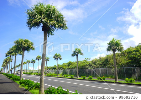 japan tokyo hachijojima airport road palm tree 99692710