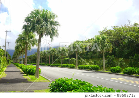 japan tokyo hachijojima airport road palm tree 99692712