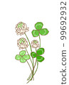 Clover  99692932