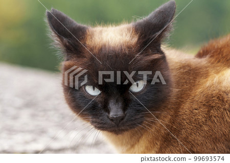 Wild homeless Siamese cat with a torn ear closeup Wild homeless Siamese cat with a torn ear closeup 99693574