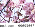 Kawazu cherry tree and sparrow 99693667