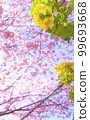 Kawazu cherry tree 99693668