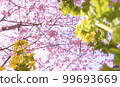 Kawazu cherry tree 99693669