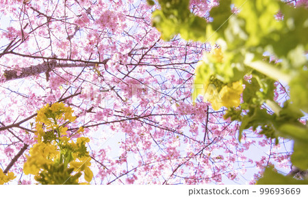 河津櫻花 99693669