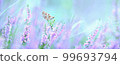 Dreamy heather flowers bloom, grass, butterfly close-up panorama. Macro with soft focus. Spring floral greeting card template. Pastel toned. Nature greeting card background 99693794