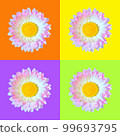 Beautiful single pink and white daisy Bellis flower head isolated on orange, purple, light green and yellow backgrounds closeup. Top view. Copy space 99693795