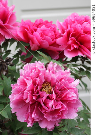 Side road flowers 99694051